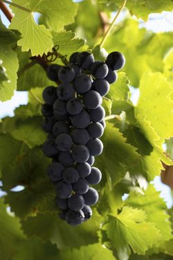 Regent-Traube am Stock