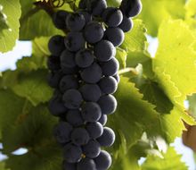 Regent-Traube am Stock