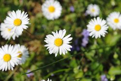 Blühende Gänseblümchen