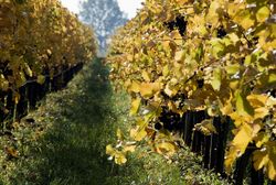 Weinberg in der Nähe von Ludwigshafen