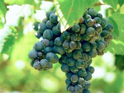 Syrah-Traube am Stock