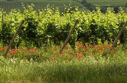 Grüner Weinberg