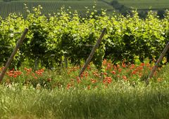 Grüner Weinberg