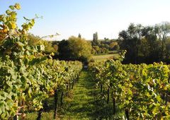 Grüner Weinberg