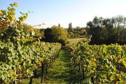 Grüner Weinberg