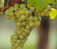 Chardonnay-Traube am Stock