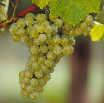 Chardonnay-Traube am Stock