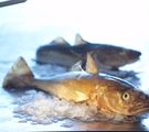 Zwei ganze frische Fische (Skrei) auf etwas Eis