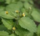Blätter des Franzosen- oder Knopfkrauts