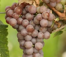 Gewürztraminer-Traube am Stock