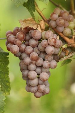 Gewürztraminer-Traube am Stock