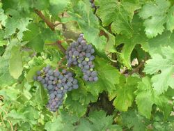 Blauburgunder-Trauben am Stock