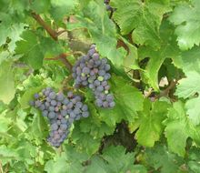Blauburgunder-Trauben am Stock