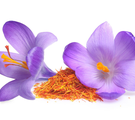 Safranblüten und Safranpulver