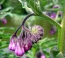 Beinwell mit Blüten