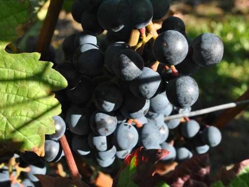 Rote Traube am Stock