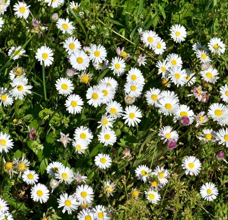 Blühende Gänseblümchen