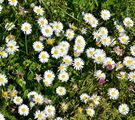 Blühende Gänseblümchen