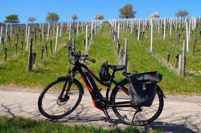 Fahrrad im Weinberg