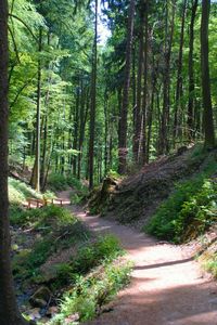Waldbaden Pfalz