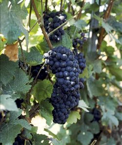 Schwarzriesling-Traube am Stock