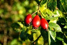 Drei Hagebuttenfrüchte am Strauch hängend