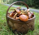 Korb mit Speisepilzen auf einer grünen Wiese