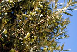 Olivenbaum