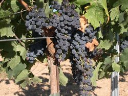 Merlot-Trauben am Stock