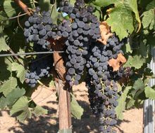 Merlot-Trauben am Stock