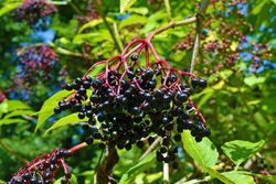 Schwarze Holunderbeeren am Strauch