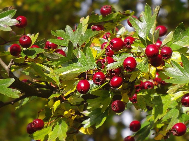 Beeren an der Weißdornpflanze