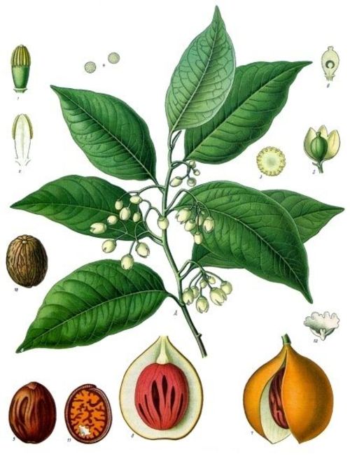 Bild von der Biologie der Muskatnuss
