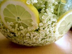 Glasschüssel mit Zitronen und Holunderblüten