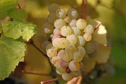 Riesling-Traube am Stock