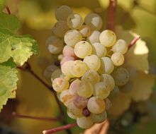 Riesling-Traube am Stock