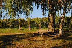 Zwei Bäume und ein grüner Weinberg im Hintergrund