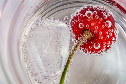 Eine rote Kirsche in perlendem Schnaps