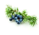 Wacholder mit Beeren