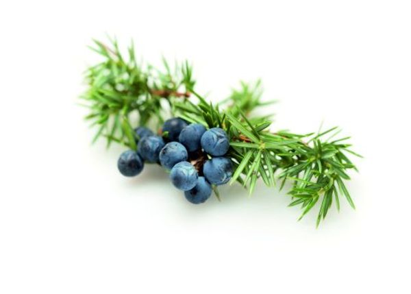 Wacholder mit Beeren