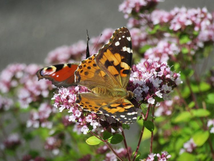 Blühende Oreganopflanze mit Schmetterling