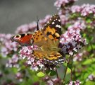 Blühende Oreganopflanze mit Schmetterling