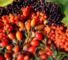 Verschiedene Wildbeeren