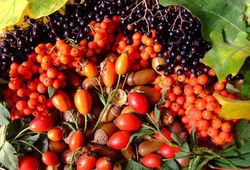 Verschiedene Wildbeeren