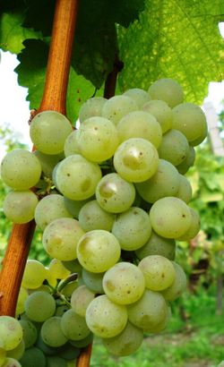 Silvaner-Traube am Stock