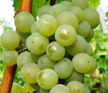 Silvaner-Traube am Stock