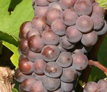 Grauburgunder-Traube am Stock