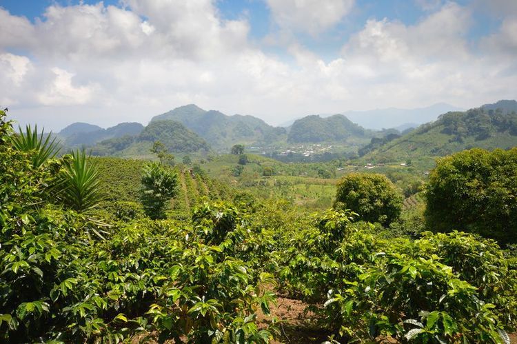 Grüne Panoramalandschaft mit Kaffeebäumen