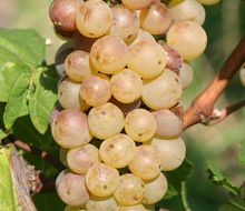 Auxerrois-Traube am Stock