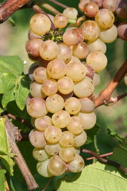 Auxerrois-Traube am Stock